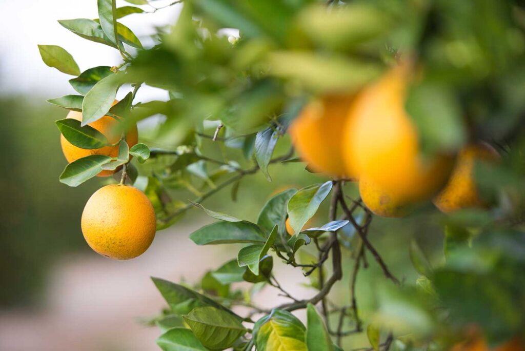 Oranges Hanging On Tree In Grove