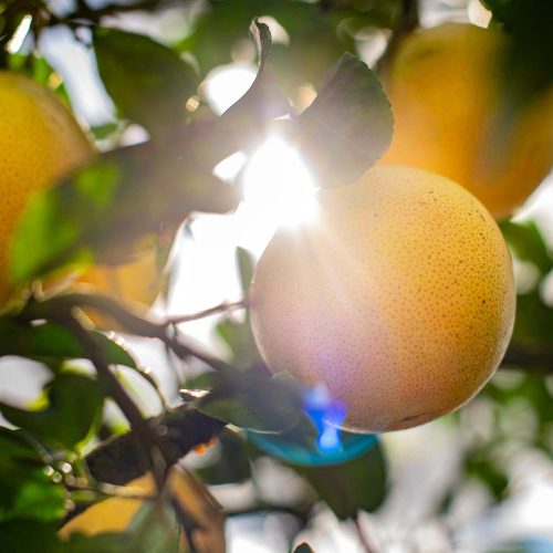 Citrus Hanging In Tree With Sun Shinning